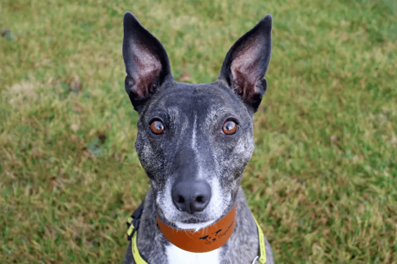 Bella is an underdog having been in our care for over six months. She is a star pupil with her training and loves spending time with her carers learning new tricks. This six-year-old has a playful and fun personality.