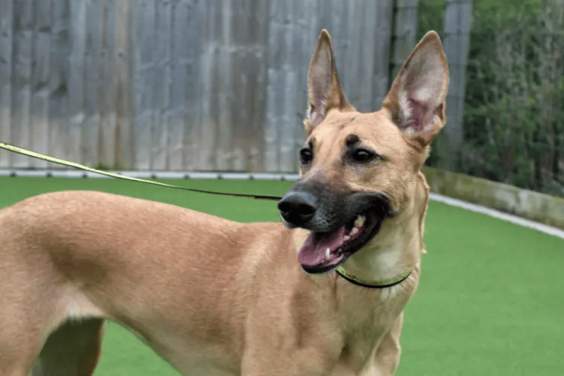 Will be a very loving family member once she has gained her confidence and settled into home life.  She can be a little shy when she first meets you.  Casey is four years old. 