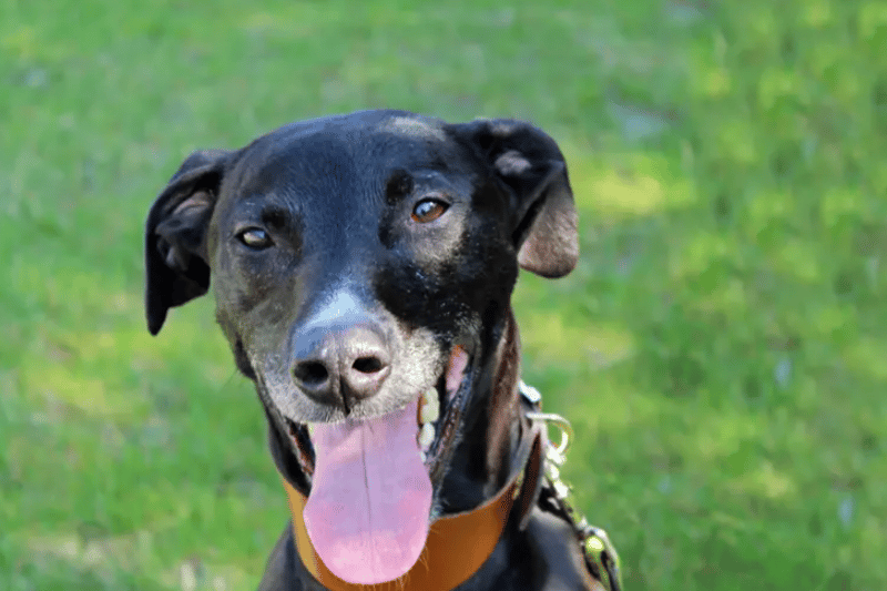 Is a seven-year-old lad who is goofy and playful and loves to show off his tricks for a tasty treat.  His playful personality always leaves a smile on your face