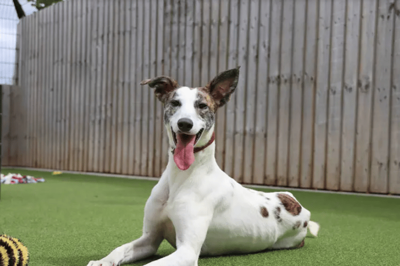  This nine-month-old pup is such a sweet girl who goes from showing off her cheeky side by pinching random objects to turning into an old soul who loves to find a comfy spot where she can enjoy a snooze.  She will bring a lot of fun to her new home.  