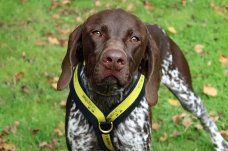 Hunter is a German Short Haired Pointer who is just 18 months old. He needs to be the only pet at home but he can live with children of high school age. He is house trained and can be left up to four hours if this is built up gradually once he’s settled in.