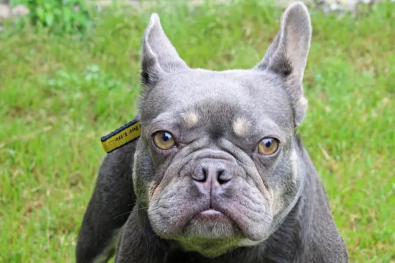 French Bulldog, Millie, lacks confidence and enjoys constant company. She can’t live with other pets but can live with children over the age of ten.