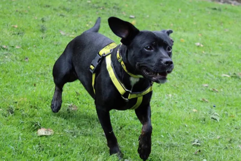 Florence is a crossbreed, looking for an active family where any children are over the age of 10. She can live with other dogs but they must be able to handle her enthusiasm! 