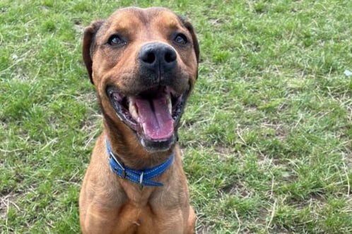 He is a 6-year-old Staffordshire Bull Terrier. He is friendly and clever boy who knows most of his basic commands such as sit, give paw, and lie down. He is also very active and loves to play with toys, especially any soft toys and balls. 