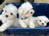 Sheffield dogs: Three puppies dumped in sealed box at front door of Thornberry Animal Sanctuary