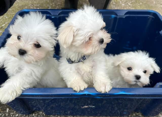 These three puppies were abandoned at the door of Thornberry Animal Sanctuary in Sheffield on August 25 in a box with airholes cut in it.