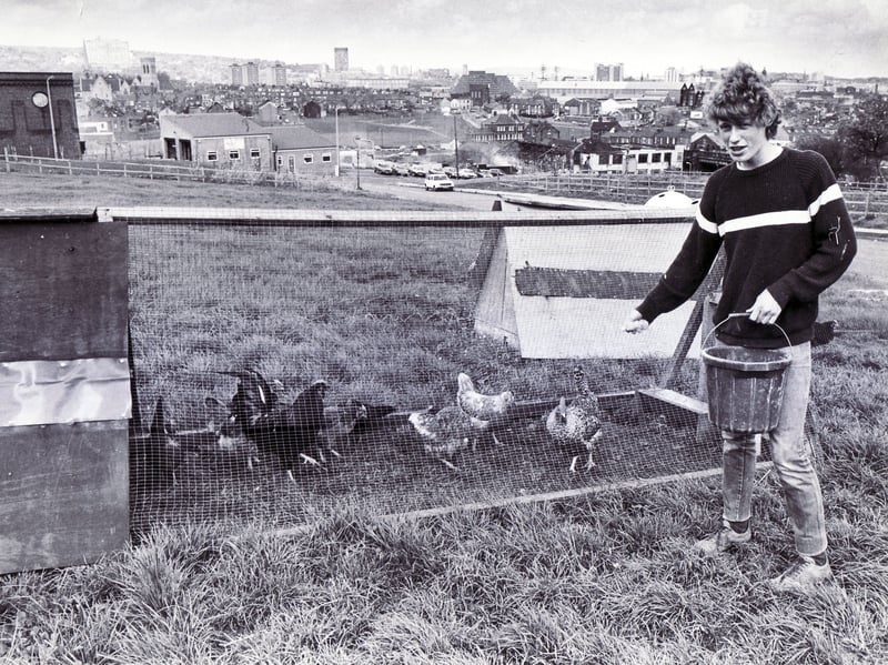 Feeding the chickens at Heeley City Farm, Sheffield, in 1983