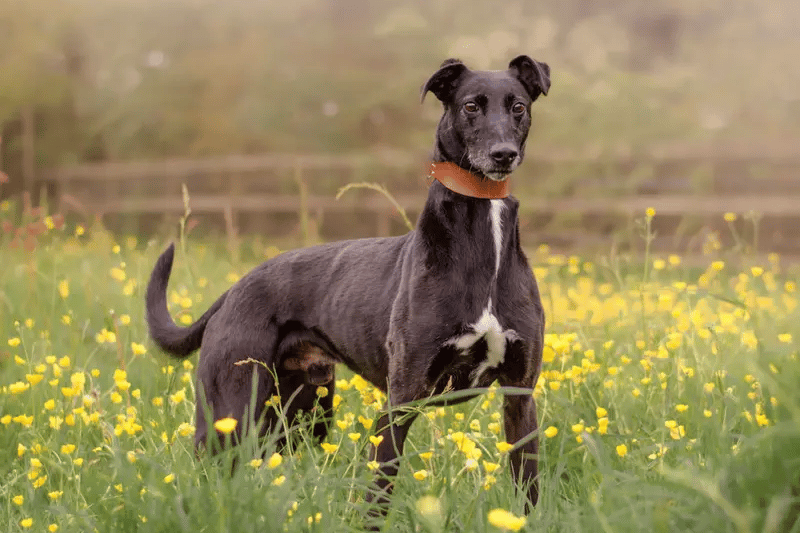 He is a 9-year-old Lurcher, who has been with the centre for over 3 and a half years. He is a popular pooch amongst the team at Dogs Trust Kenilworth and enjoys regular walks off site taking in the countryside with his friends.