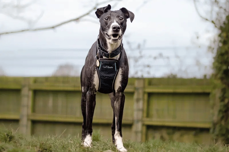 He is a lovely 3-year-old Lurcher, who has been with the centre for five months. He loves his food and enjoys having all the attention. Dan is a great lad with oodles of character, he never fails to put a smile on your face with his fab personality! 