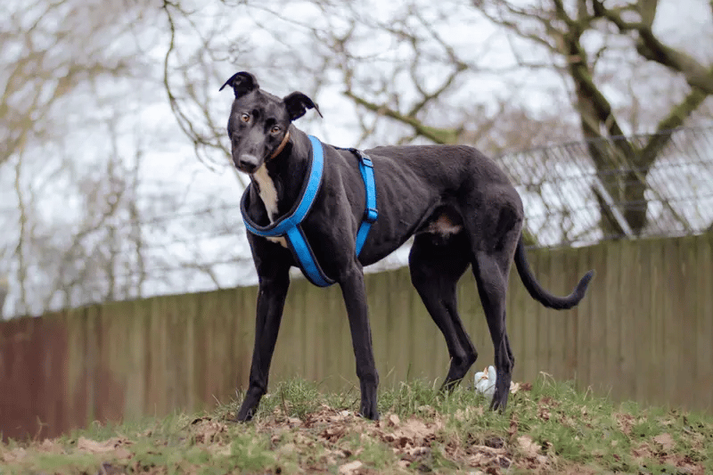 He is amazing 6-year-old Lurcher and has been with the centre for just under one year. He is such a pleasure and a fabulous boy with so much potential and will thrive in the right home set up. 