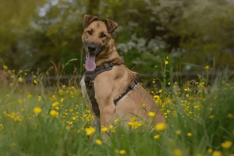 He is a beautiful 3-year-old big boy and has been with the centre for a year. He has so much potential and will need a new home with really patient new owners. Once he gets to know new people, he is full of fun and a constantly makes people laugh with his goofy personality. 