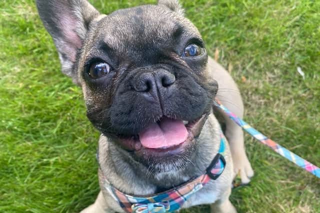 Minnie, a three-month-old French Bulldog, underwent life-saving heart surgery after the team at Peak Vets, in Woodseats, Sheffield, diagnosed her with the common birth defect patent ductus arteriosus (PDA). She had been rescued by the Phoenix French Bulldog Rescue charity. Photo: Peak Vets