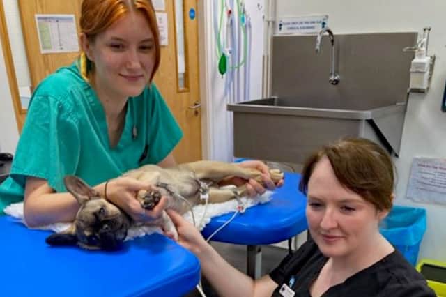 Minnie undergoing tests at Peak Vets in Sheffield, where she underwent life-saving heart surgery after being diagnosed with the common birth defect patent ductus arteriosus (PDA). Photo: Peak Vets