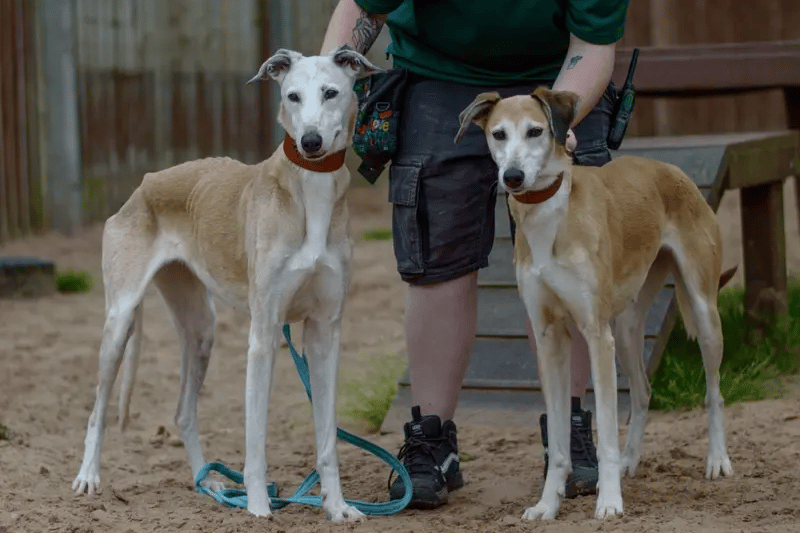 They are 8 and 4-years-old. They arrived at the centre together two months ago and can often be found curled up in bed or on the sofa together. Both Roxy and Bonnie are currently living in a foster home, where their carers, say they have been a dream to look after. 