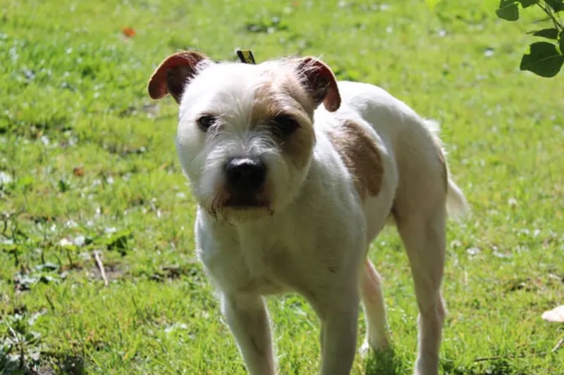 Max is a nervous little crossbreed, looking for a home without children or other pets. He struggles if left by himself even for a short time, so needs someone there all day with him.