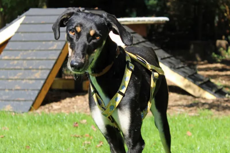 Greta is a Saluki cross looks for a home with another dog. She can live with children of high school age and needs a secure garden with a high fence. She needs someone to be home with her all day.