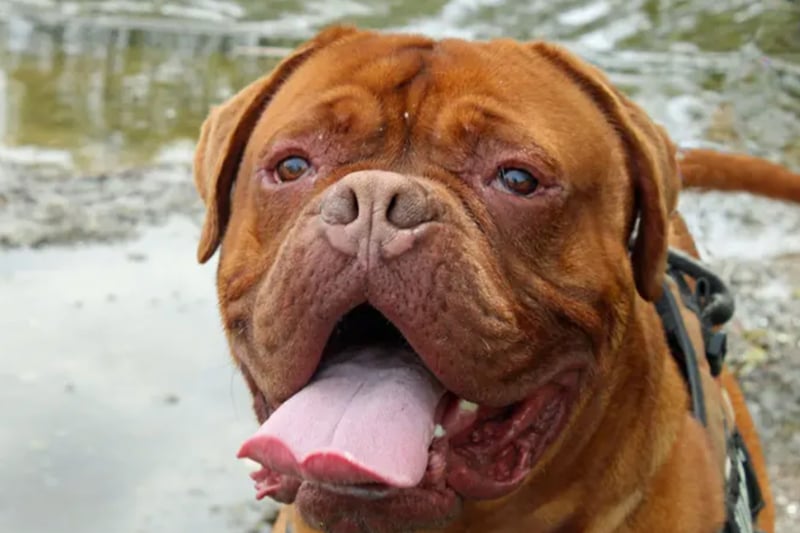 Thor is a Dogue De Bordeaux who needs an adult only home with no other pets. He was previously house trained and can be left alone for a few hours once he’s settled back into home life. Thor has issues with his skin that require daily medication.