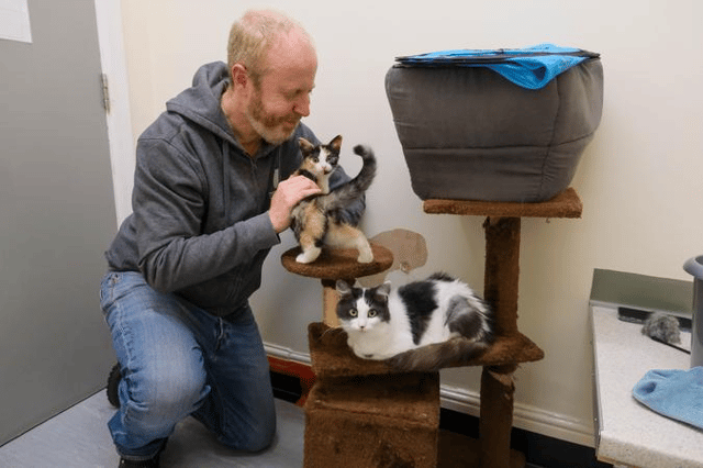 Nick Holland from the Sheffield Cats Shelter with Mika and Margo, who are both in need of a home.