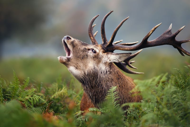 Glen Affric is ‘bursting’ with wildlife which is why it is a beloved place for so many. Forestry and Land Scotland write: “At the head of the glen, the forest is ringed by mountains. Red deer might be watching as you follow the trails by the river. River Affric.”