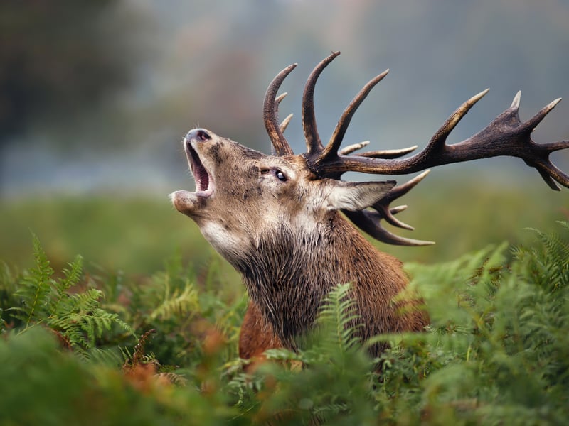Glen Affric is ‘bursting’ with wildlife which is why it is a beloved place for so many. Forestry and Land Scotland write: “At the head of the glen, the forest is ringed by mountains. Red deer might be watching as you follow the trails by the river. River Affric.”