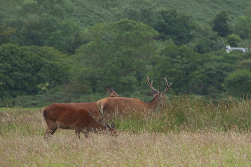 Red deer are some of the most populous (and certainly the largest) animals that you will find on this beautiful island. While they can be found in abundance over several places on Arran, it is said that they often congregate in the area to the north of Lochranza.