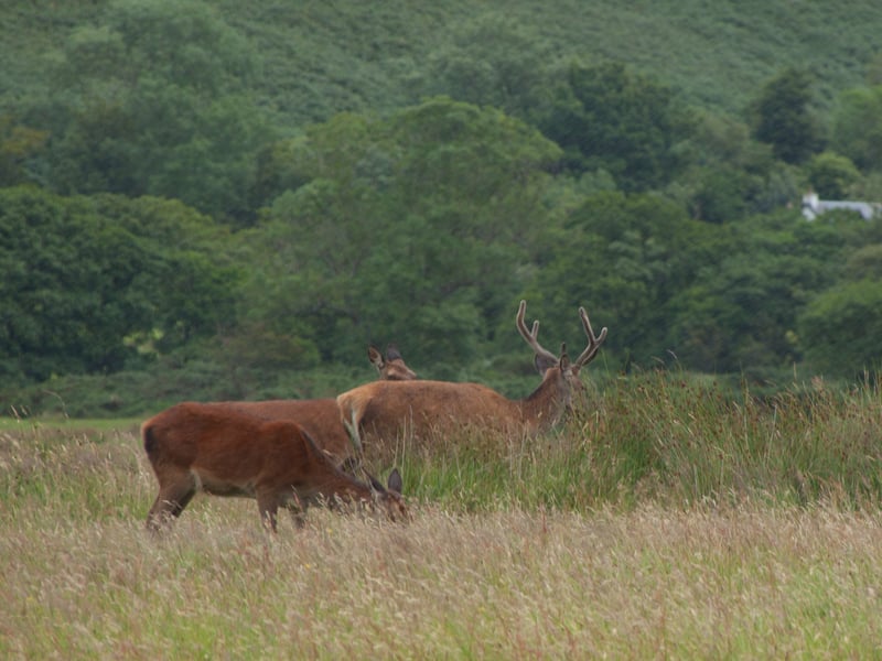 Red deer are some of the most populous (and certainly the largest) animals that you will find on this beautiful island. While they can be found in abundance over several places on Arran, it is said that they often congregate in the area to the north of Lochranza.