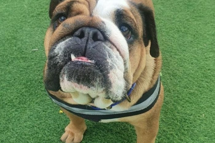 This 3-year-old bulldog can be a little timid because of past wounds, but could make friends once she settles down. She is most comfortable with female handlers and older teenagers, and will sit with you all day if you give her the chance!