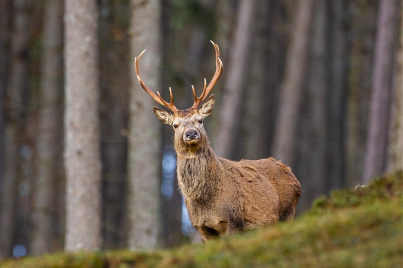 Red Deer can be found all over the Cairngorm Mountains. A report published in 2021 estimated that there were almost 80,000 within the park. Here, if other antler-adorned animals interest you then check out the Reindeer herd that calls this place home.