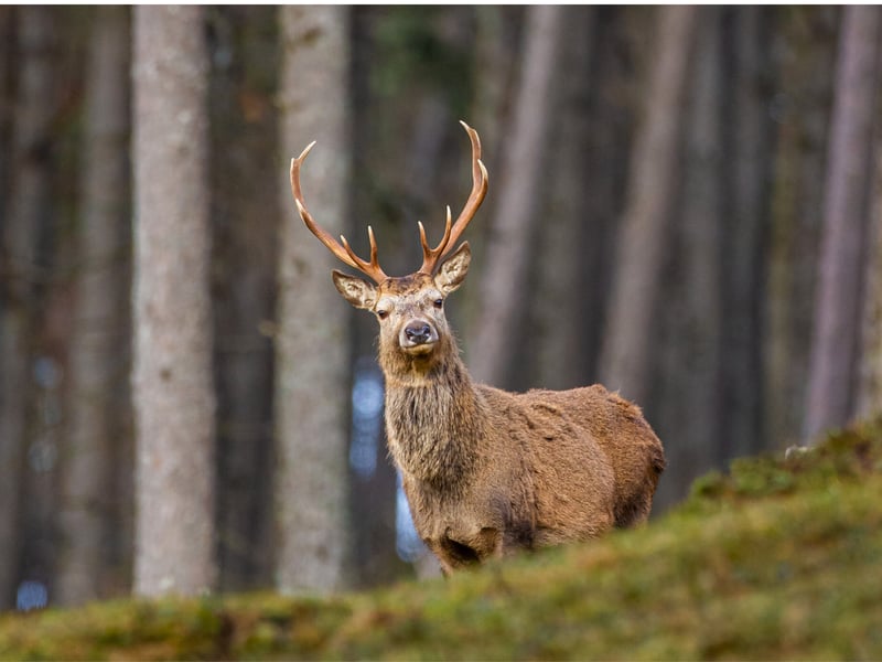 Red Deer can be found all over the Cairngorm Mountains. A report published in 2021 estimated that there were almost 80,000 within the park. Here, if other antler-adorned animals interest you then check out the Reindeer herd that calls this place home.