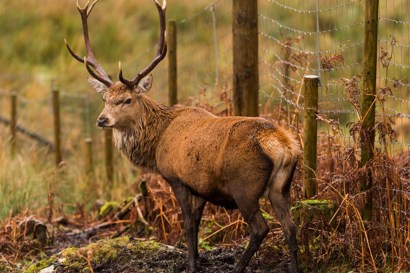According to the ‘Scotland Off the Beaten Track’ website: “The Red Deer Range in Galloway Forest Park is a great place to get up close with one of Scotland's star species; the red deer…” In particular, it comes highly recommended as a day out for family and friends.