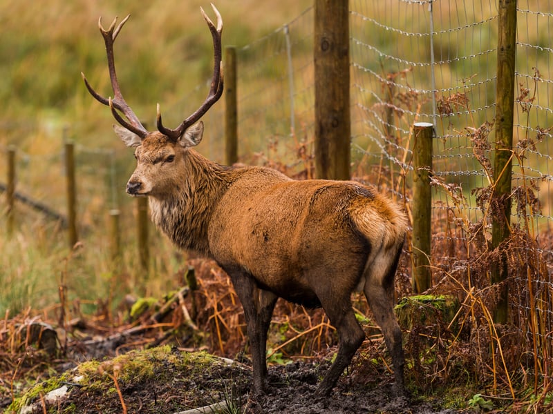According to the ‘Scotland Off the Beaten Track’ website: “The Red Deer Range in Galloway Forest Park is a great place to get up close with one of Scotland's star species; the red deer…” In particular, it comes highly recommended as a day out for family and friends.