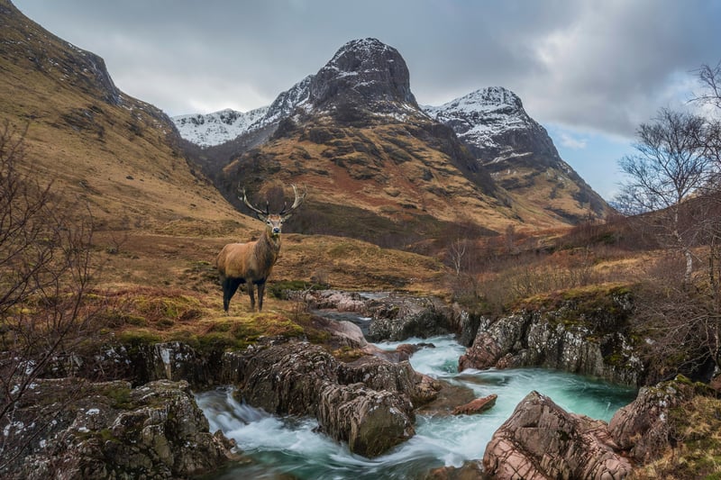 If you approach Glencoe via the A82 (over Rannoch Moor) then there is a good chance that you will encounter some wild red deer in the area, particularly during the colder months. It is a ‘selfie spot’ for many visitors but do remember that these are wild animals and not pets.