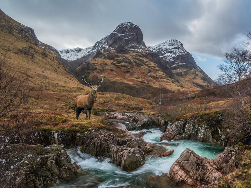 If you approach Glencoe via the A82 (over Rannoch Moor) then there is a good chance that you will encounter some wild red deer in the area, particularly during the colder months. It is a ‘selfie spot’ for many visitors but do remember that these are wild animals and not pets.