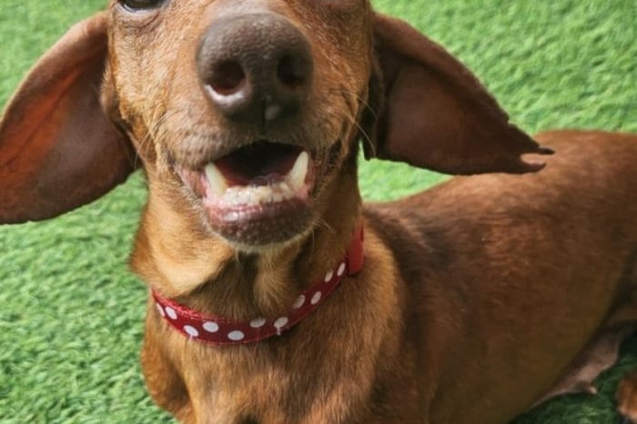 A gentle, senior little lady with a friendly temperament. She could live with respectful children above ten and other relaxed dogs. This sausage dog may be allergic to grass, but needs a private garden to be adopted.