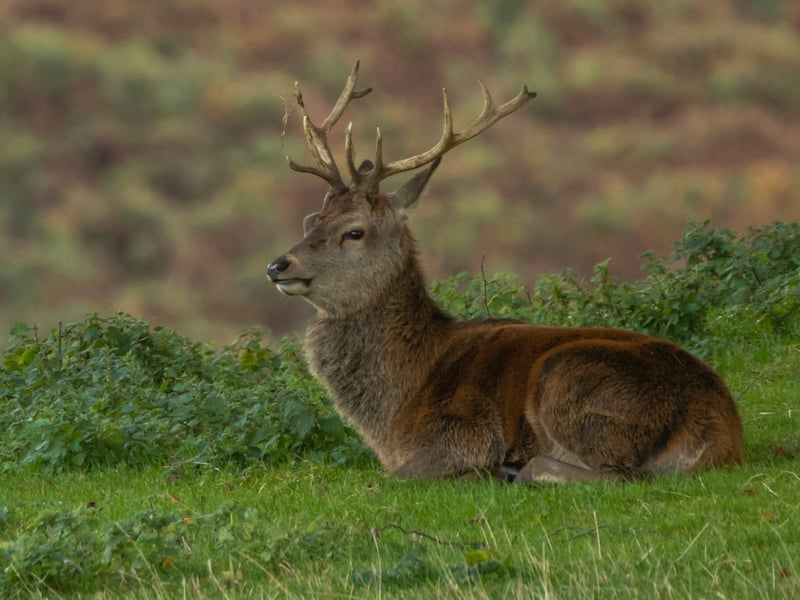 Inverewe is approximately a 90-minute drive from Inverness; the capital of the Scottish Highlands. According to ‘Discover Scottish Gardens’: “Seals and otters can be spotted around the shoreline, red squirrels live in Inverewe’s trees, red deer roam the adjacent hillsides and golden eagles can sometimes be spotted overhead."