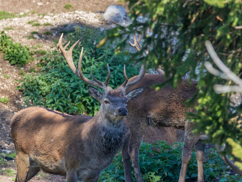 Some etymologists suggest that the name “Jura” is derived from the Norse for “Deer Island” - so you’re in the right place. Located in the Inner Hebrides of Scotland, the island reportedly is home to around 7,000 deer so you’re sure to see one during your visit.