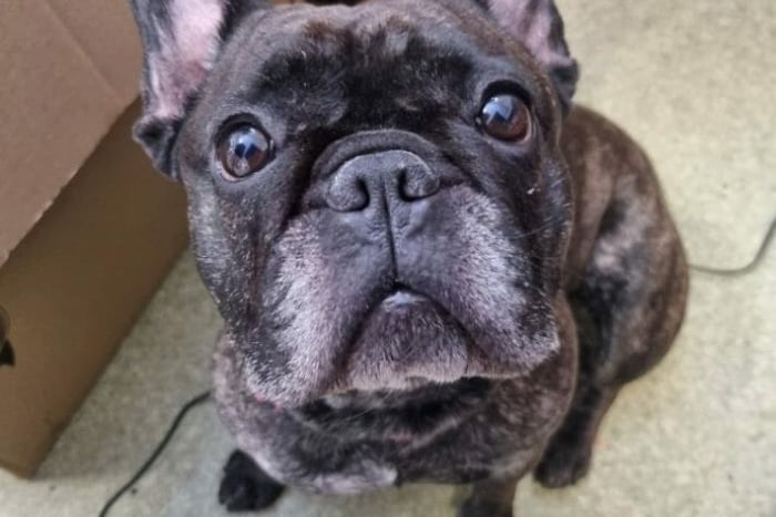 This gorgeous little Frenchie is doing well in care, after arriving very poorly and sad. The 6-year-old needs a private garden. She travels well, getting along with older teenagers, and liking a puppacino too. Thornberry will pay for her ongoing medications. She is super affectionate, taking a pat like no problem.