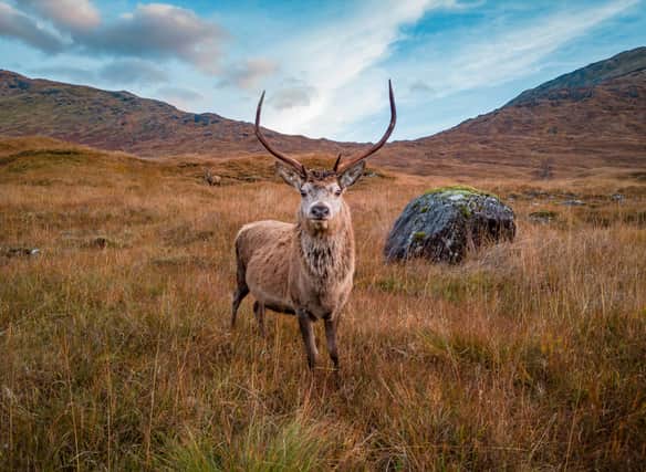 Pictured: “A young Red Deer Stag in the Scottish Highlands during the Autumn season.”