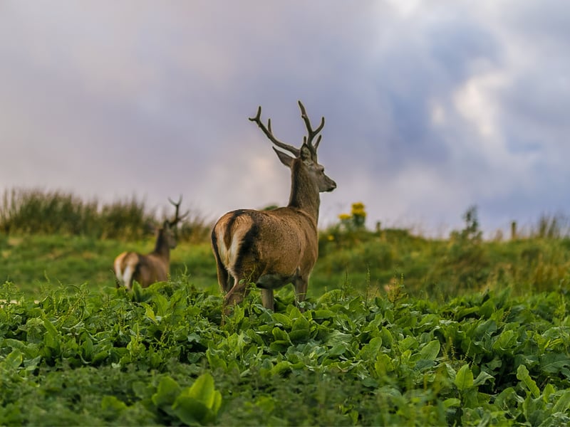 Also within the Inner Hebrides of Scotland is the small yet impressive Isle of Rum. On this island of approximately 26,000 acres it has been estimated that roughly 1,000 deer live here. According to the National Library of Scotland: “The Hebridean island of Rum hosts the world's longest running research study of a deer population.”