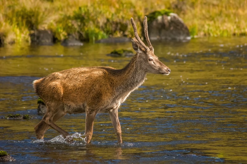The largest population of Red Deer is said to reside within the West Coast of the Highlands and the Isle of Skye. This Hebridean paradise is a popular choice for many as, beautiful wildlife aside, the entire region is a treasure trove of stunning Scottish landscapes.