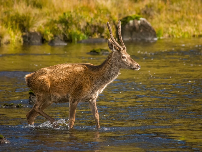 The largest population of Red Deer is said to reside within the West Coast of the Highlands and the Isle of Skye. This Hebridean paradise is a popular choice for many as, beautiful wildlife aside, the entire region is a treasure trove of stunning Scottish landscapes.