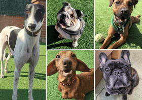 These dogs all need loving homes