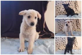 Little crackers - RSPCA names four pups after irresistible cheeses.