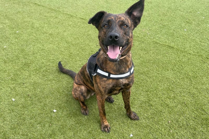 Crossbreed - 1 year 8 months - Female. Bourbon is quick to learn and eager to please, she loves to be busy and with continued development and training she will be a cracking girl. Bourbon will need plenty of exercise but also plenty of mental stimulation to help keep her mind busy. Bourbon would need to be the only pet in the home and an adult only home who are in most of the time until she is settled. 
