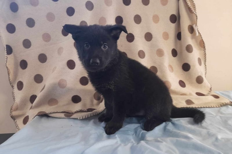 German Shepherd - 7 weeks - Male. Playful, cheeky and are very inquisitive - but also very loving and affectionate with lots of love to give any family.