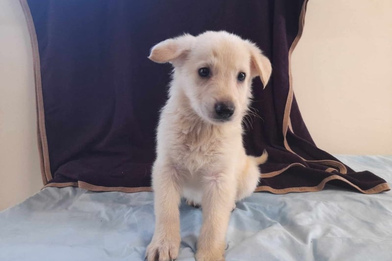 German Shepherd - 7 weeks - Male. Could live with another dog, dependent on a successful introduction at the centre, and could live with dog-savvy cats and children of any age.

