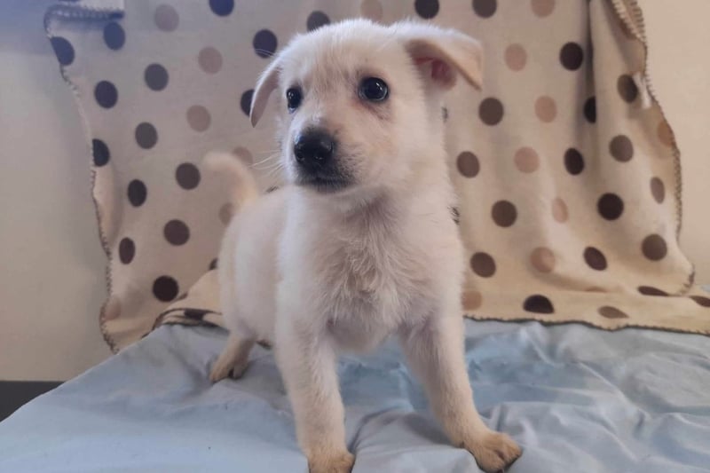 German Shepherd - 7 weeks - Female. This beautiful bunch of cheese-themed puppies need rehoming - and we are sure that it won't take long!