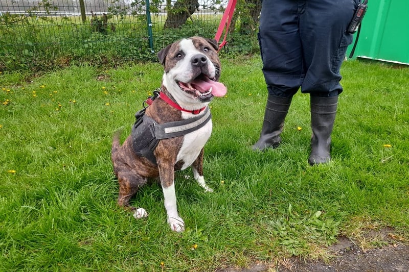 Crossbreed - 5 years 11 months - Male. Isaac is a chunky monkey looking for a home to fill with lots of love. He is a very intelligent, and intuitive boy who needs a family to help continue his training and support him in every way they can. 