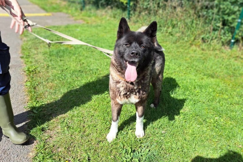 Akita - 6 years 1 month - Female
A loveable teddy bear who likes to come off as calm and collected but don't let this cool demeanour deceive you. Missy can switch from enjoying her own company to an oversized puppy dog at the drop of a hat. 