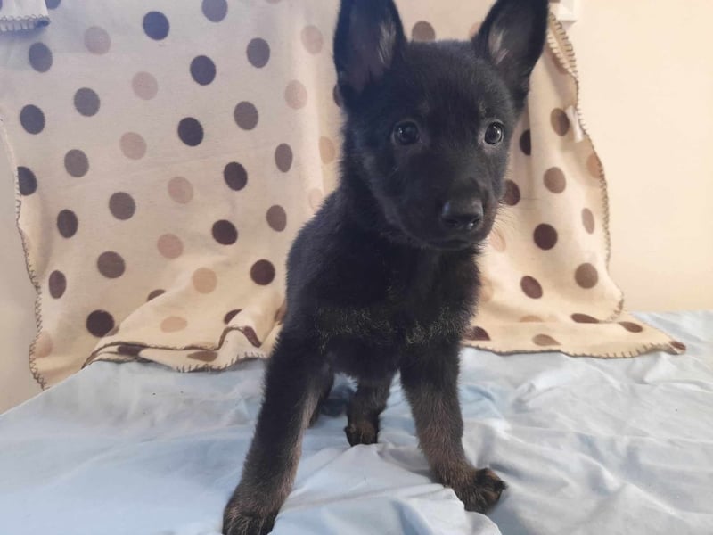 German Shepherd - 7 weeks - Female. Looking for a new home where she can be shown the ropes of how to be a well-mannered and well-socialised adult dog.
